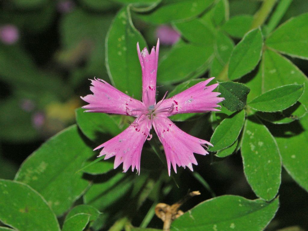 Dianthus seguierii / Garofano di Seguier